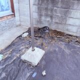 アロエ 倒しました