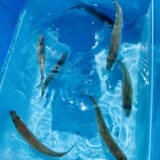 キス釣り便について