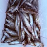 明日キス釣り便募集‼️