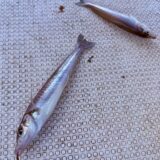 7/31 キス釣り釣果報告 爆釣🐟🔥