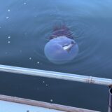 8/31 キス釣り釣果報告