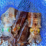 プライベート ティップラン