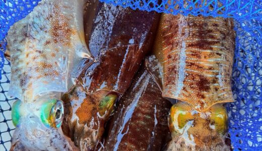 プライベート ティップラン