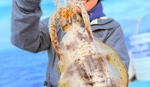 11/4 ティップラン釣果報告