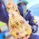 11/7 ティップラン釣果報告