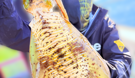 11/7 ティップラン釣果報告