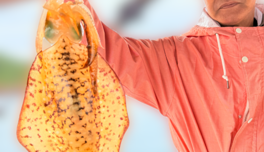 11/11 湾内ティップラン調査釣行