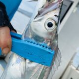 10/30 タチウオ釣果報告