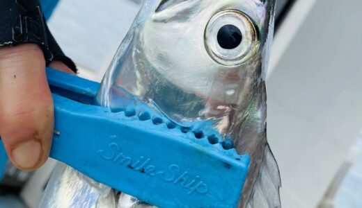 10/30 タチウオ釣果報告