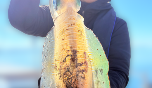 11/22 ティップラン釣果報告