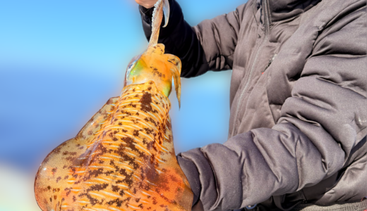 11/29 ティップラン釣果報告