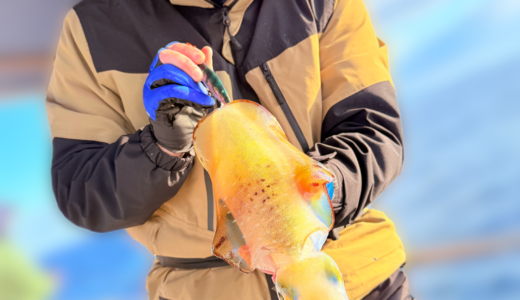 12/15 ティップラン釣果報告