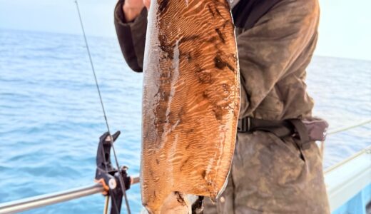 12/30 ティップラン釣果報告