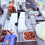 ガラカブ釣り釣果報告！大爆釣！