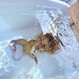 遠征ティップラン上向きです🌸🦑