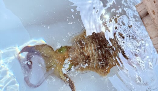 遠征ティップラン上向きです🌸🦑