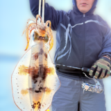 春イカ開幕‼️大型ラッシュ‼️