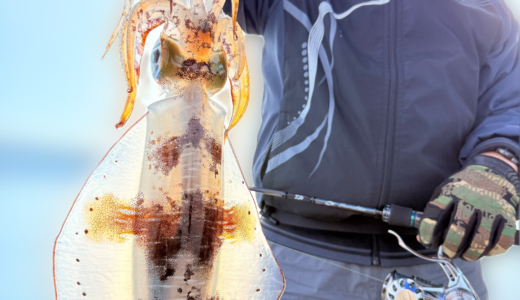 春イカ開幕‼️大型ラッシュ‼️