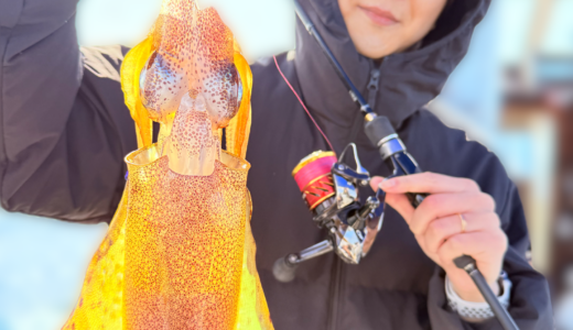 今日も大型春イカ出ました🦑‼️