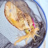 冷たい雨の中…大型降臨🦑‼️