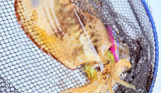 冷たい雨の中…大型降臨🦑‼️